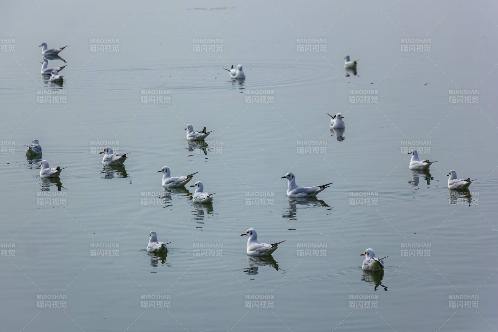湖面群鸥悠闲游弋图片