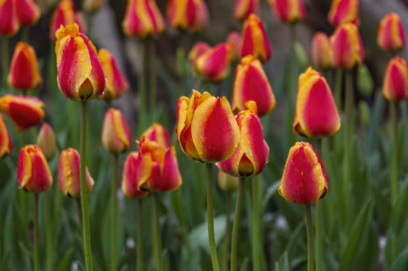 雨后鲜艳的红黄郁金香图片