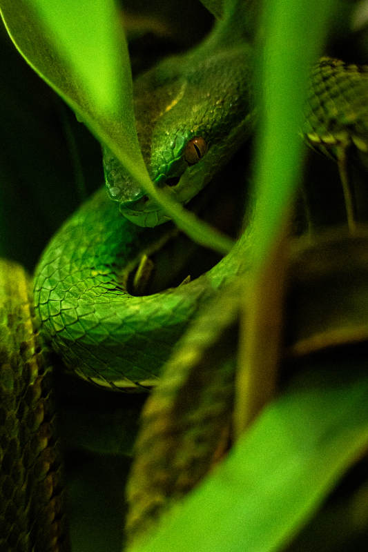 绿叶中的蛇影图片