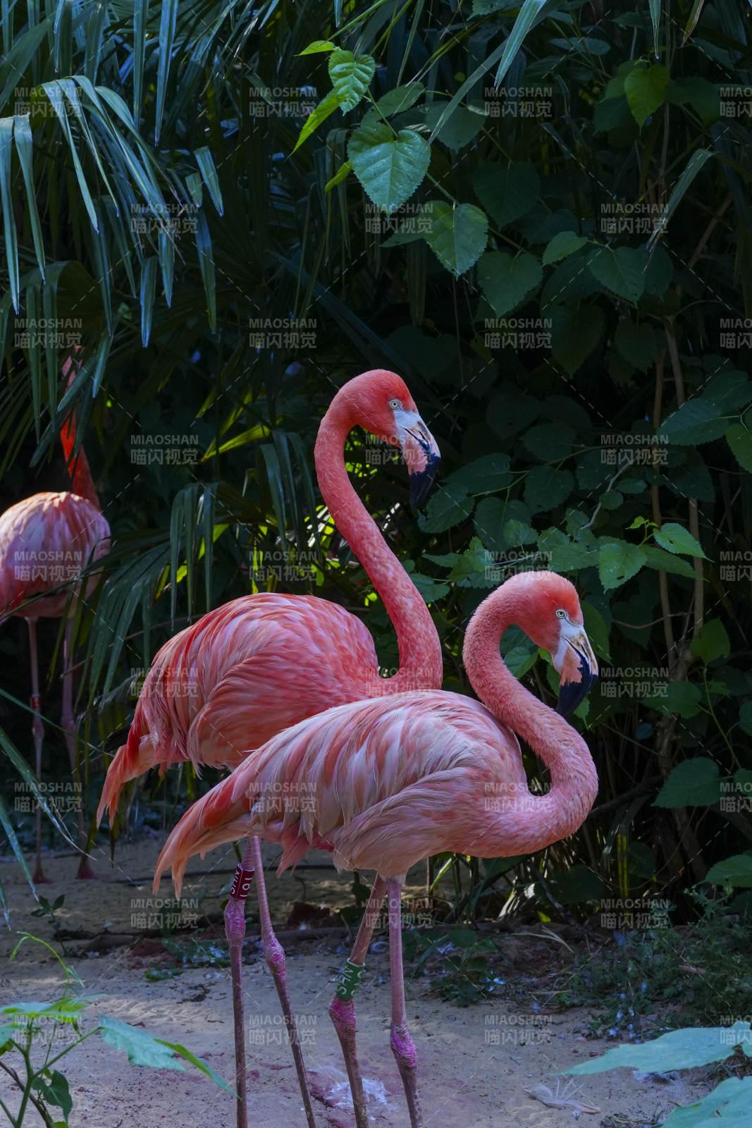 粉红火烈鸟在绿植间漫步图片