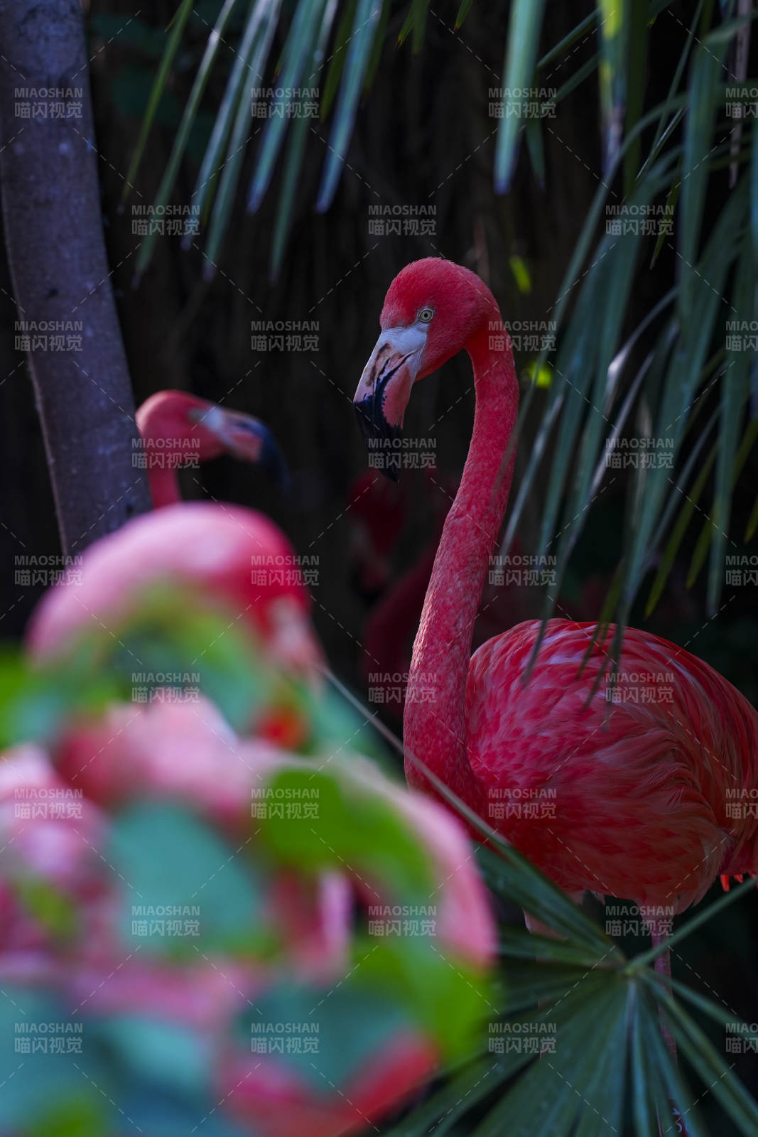 粉红火烈鸟在绿叶间图片