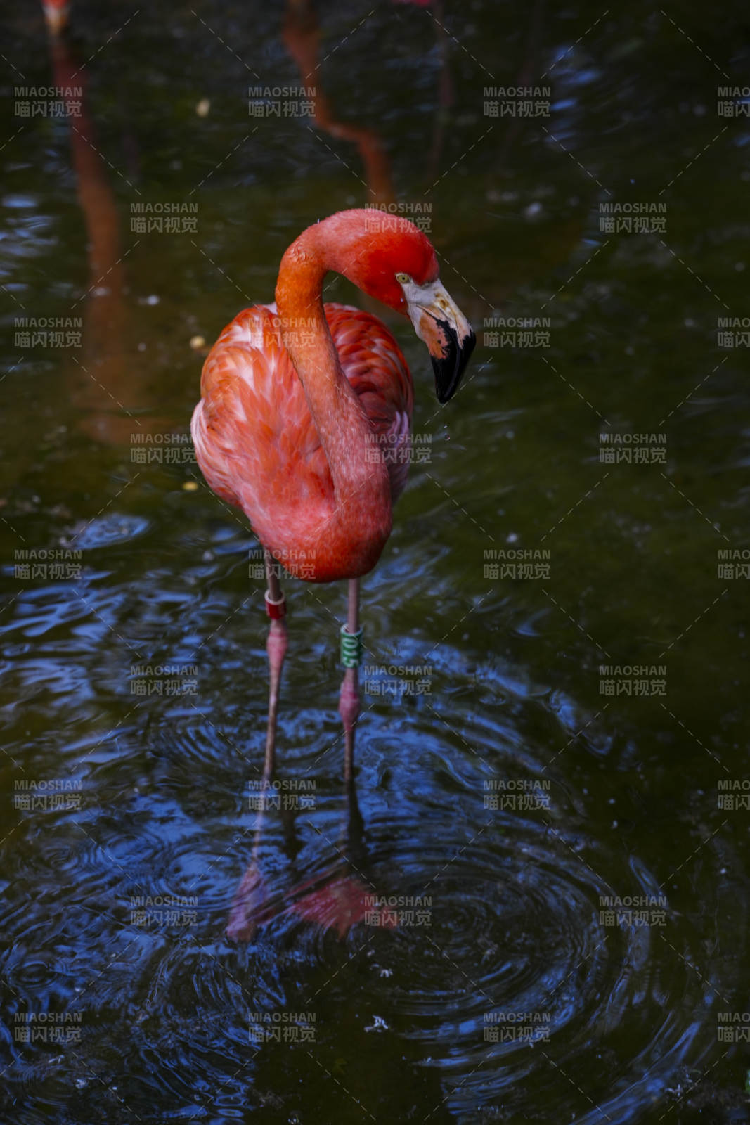 水中漫步的粉红火烈鸟图片