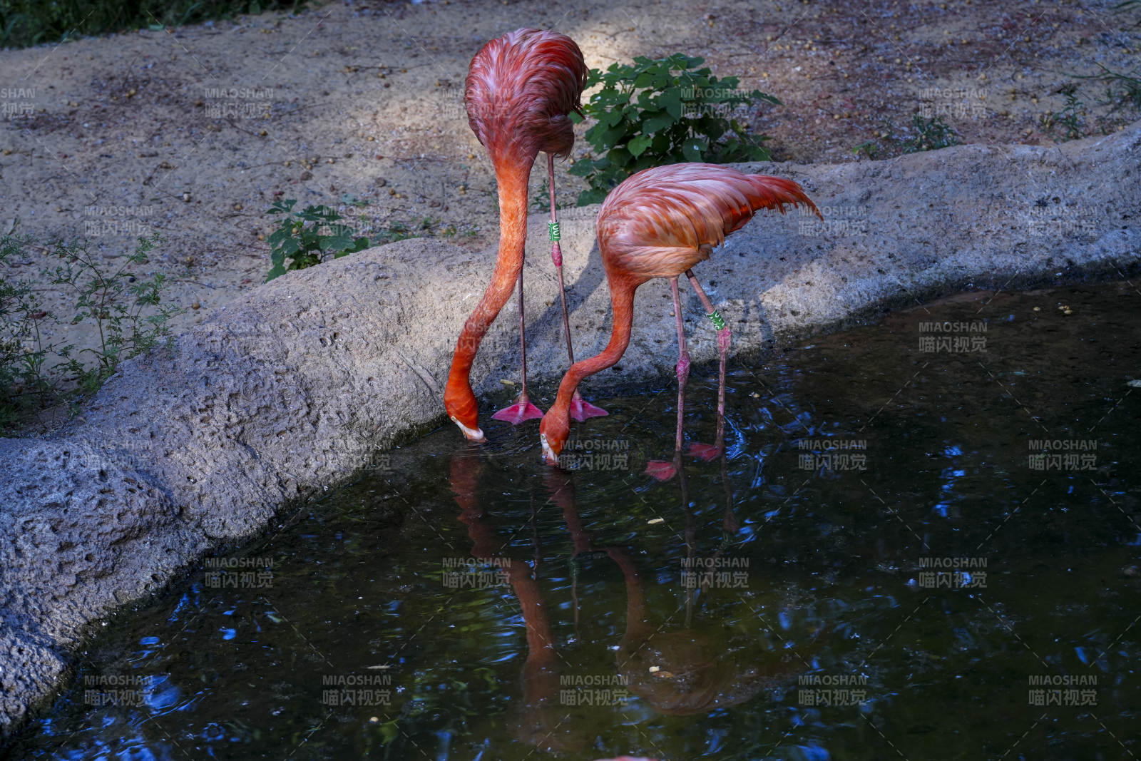 粉红火烈鸟在水边休憩图片
