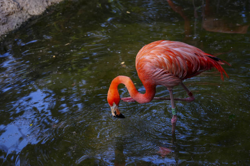 粉红火烈鸟水中觅食图片