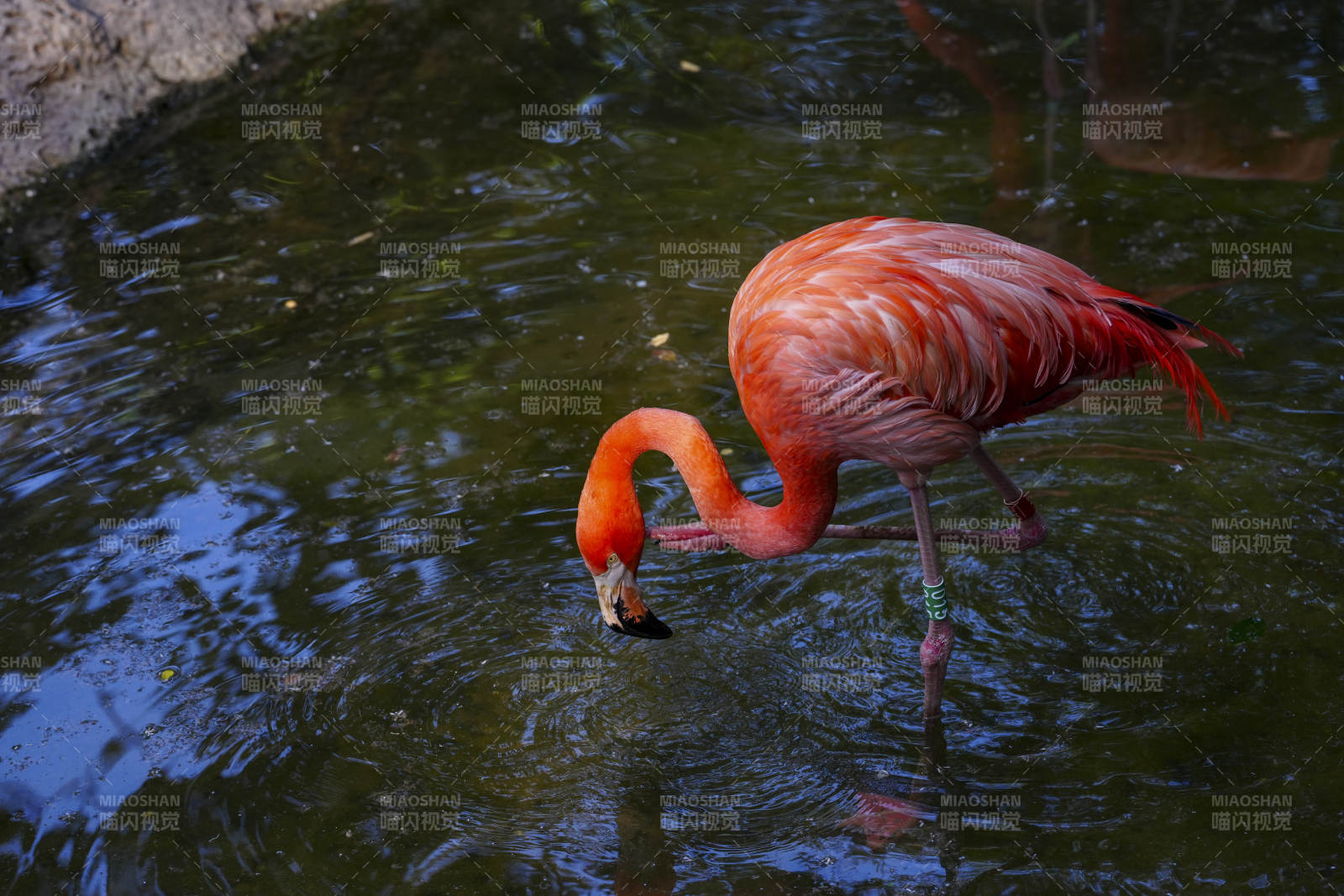 粉红火烈鸟水中觅食图片