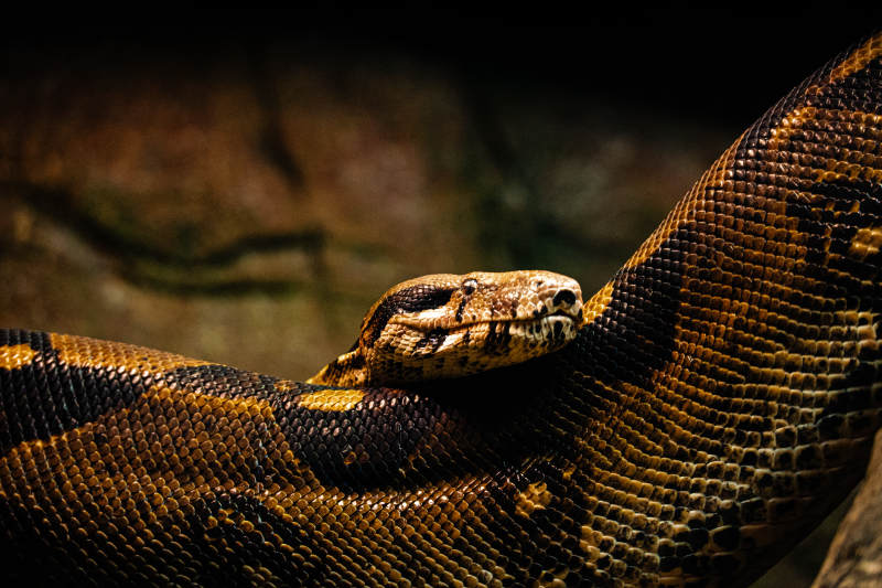 盘绕的蟒蛇特写图片