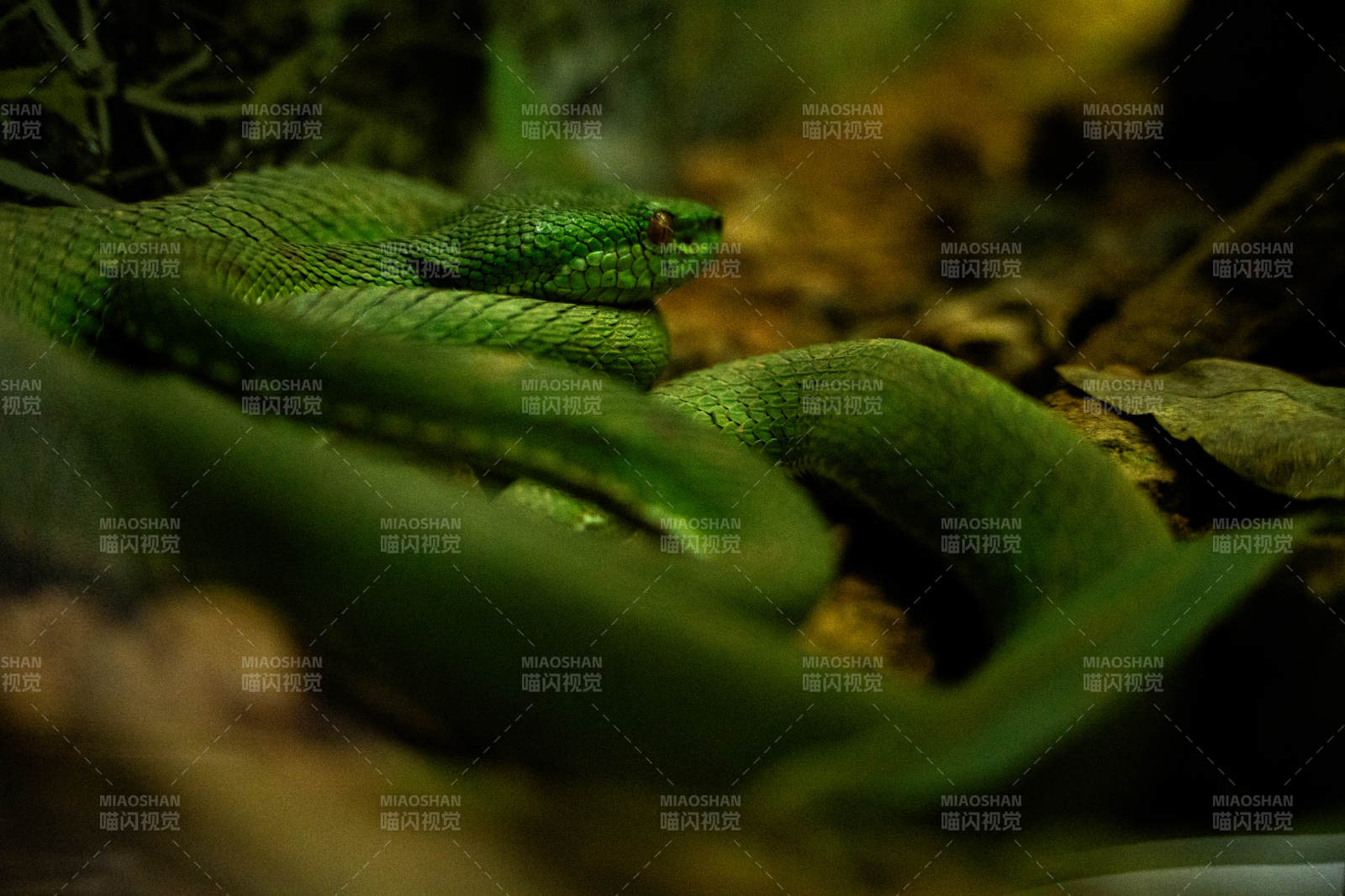 绿色毒蛇盘踞在暗处图片