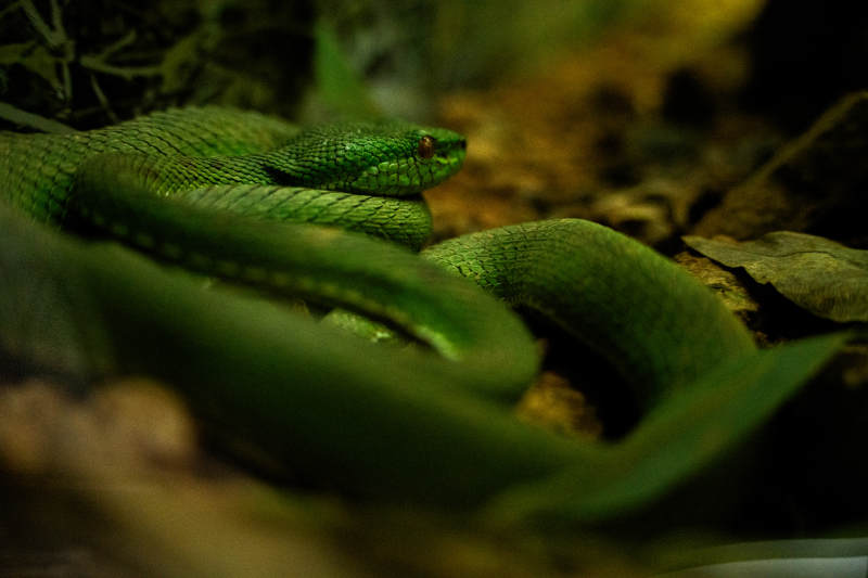 绿色毒蛇盘踞在暗处图片
