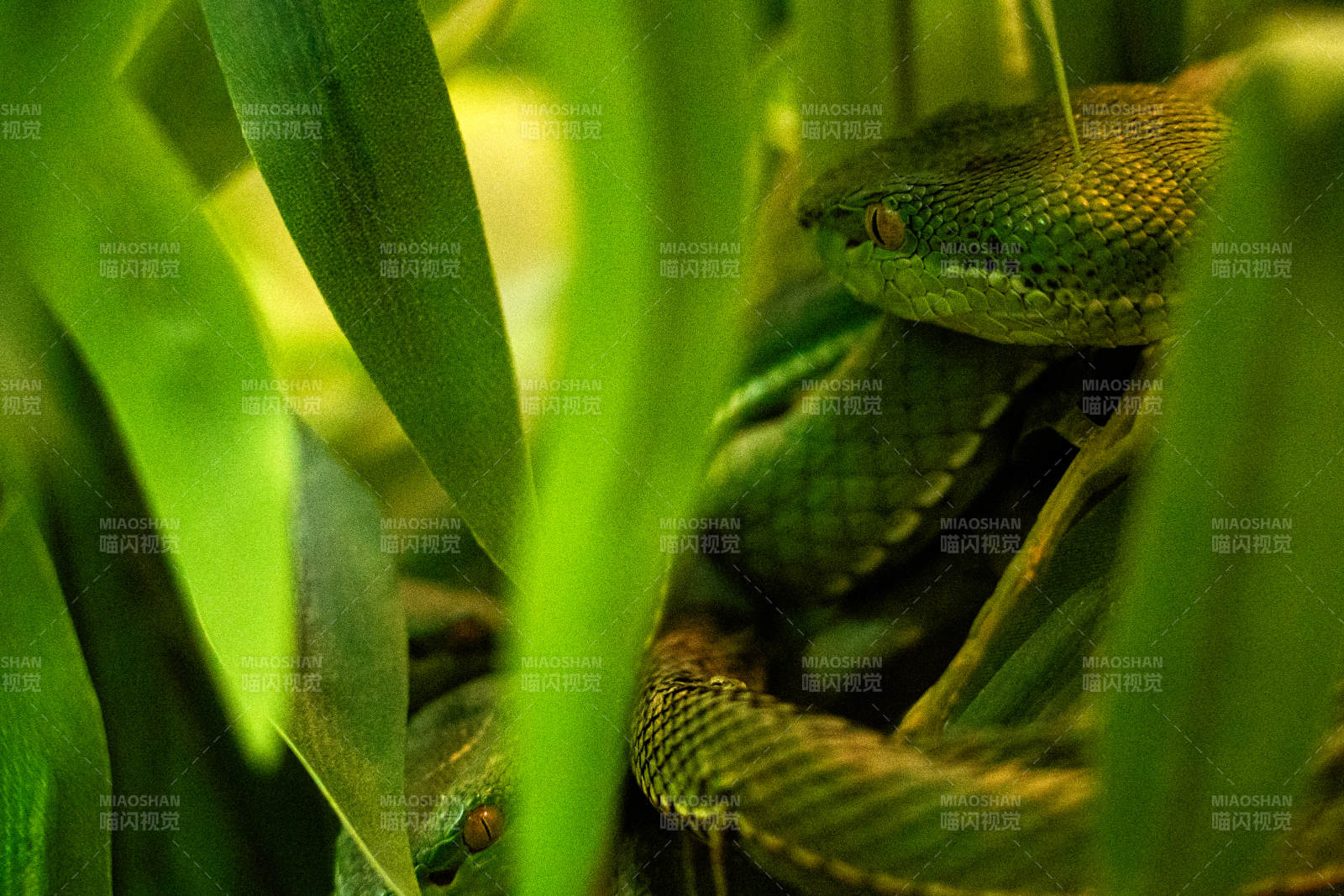 绿叶中的蛇影图片