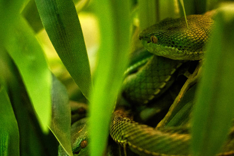 绿叶中的蛇影图片