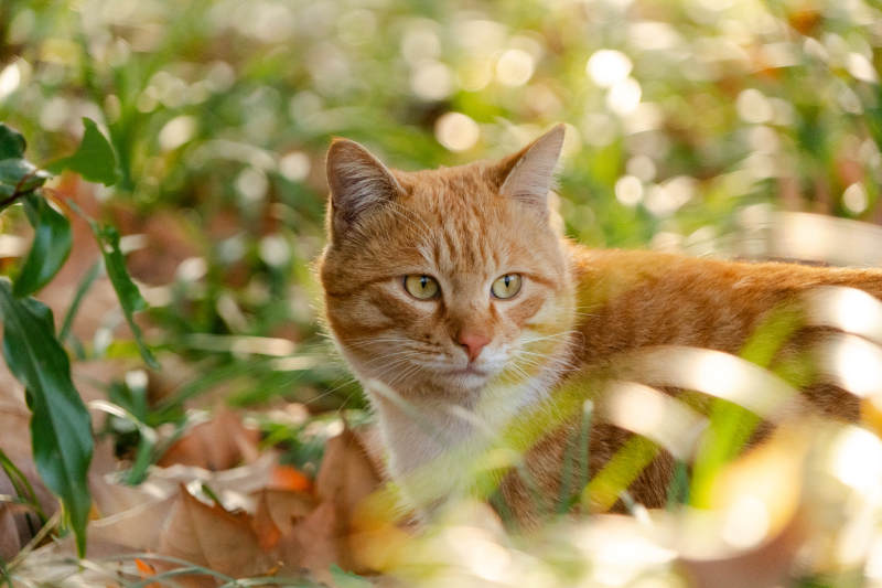 阳光下的橘猫图片