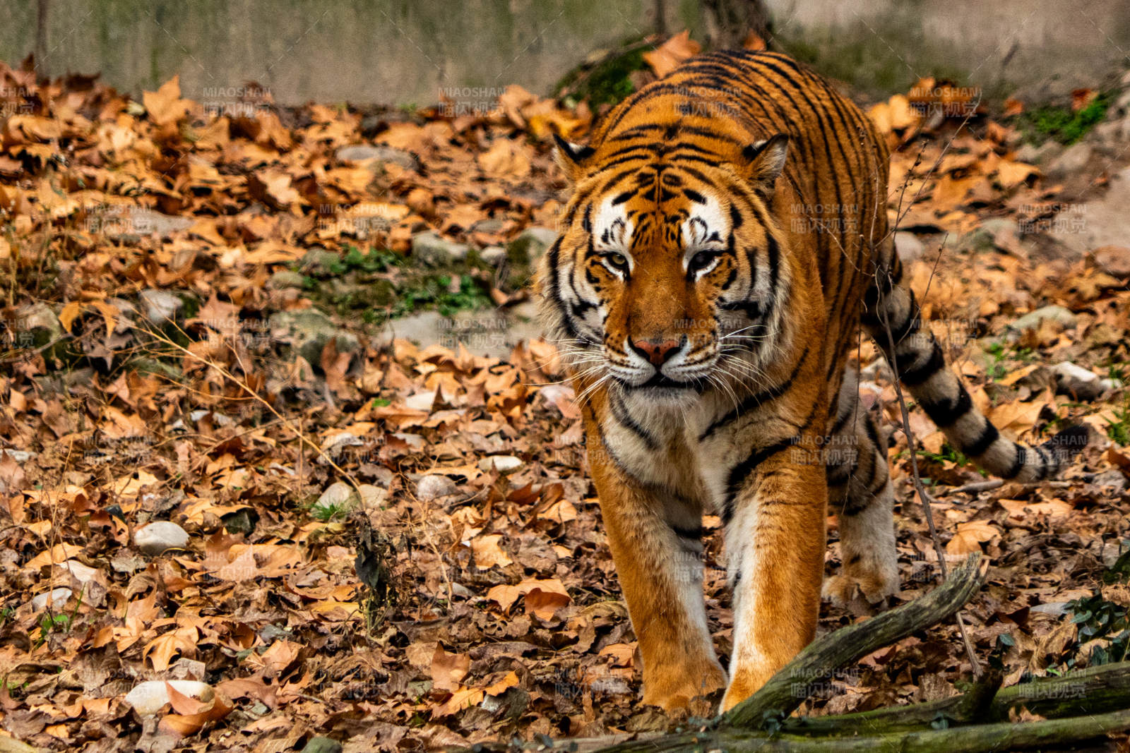 秋林中的虎影图片