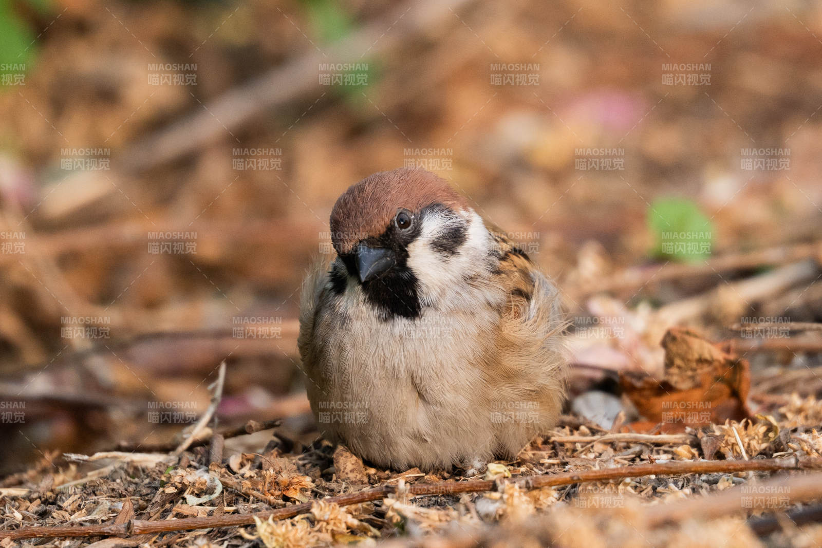 林间小鸟静憩图图片