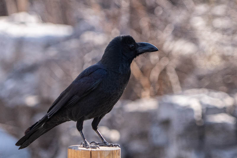 冬日乌鸦栖木桩图片