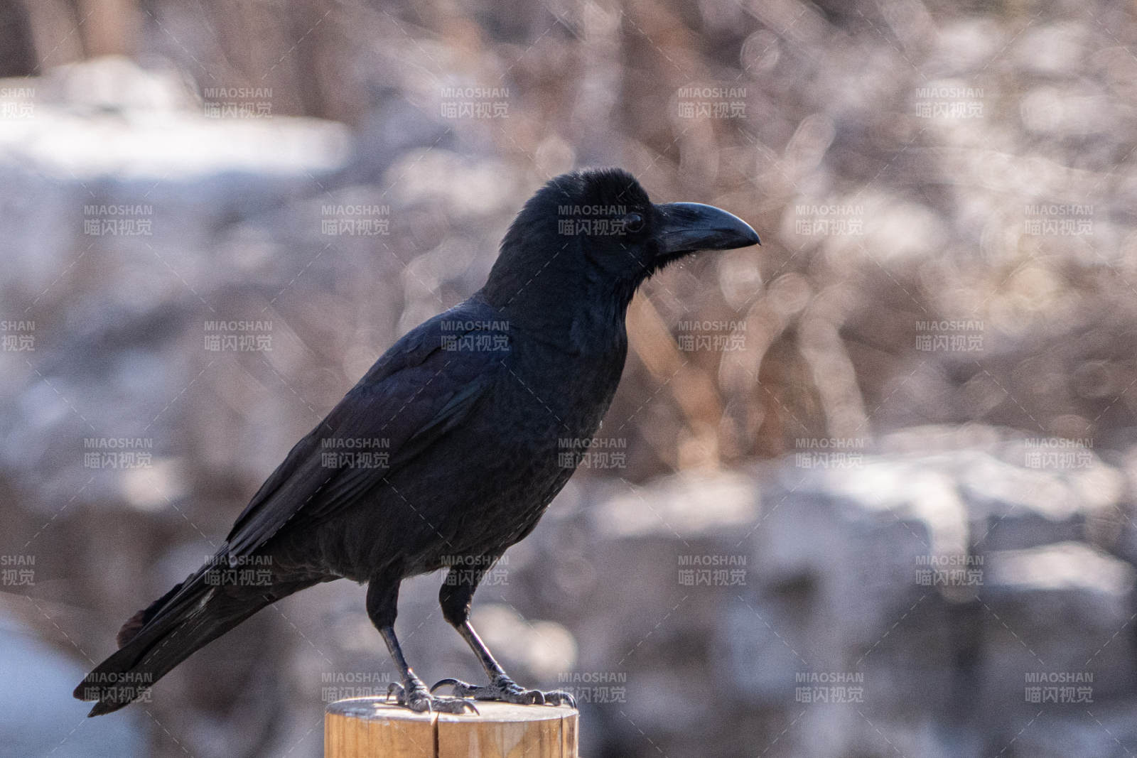 冬日乌鸦栖木桩图片