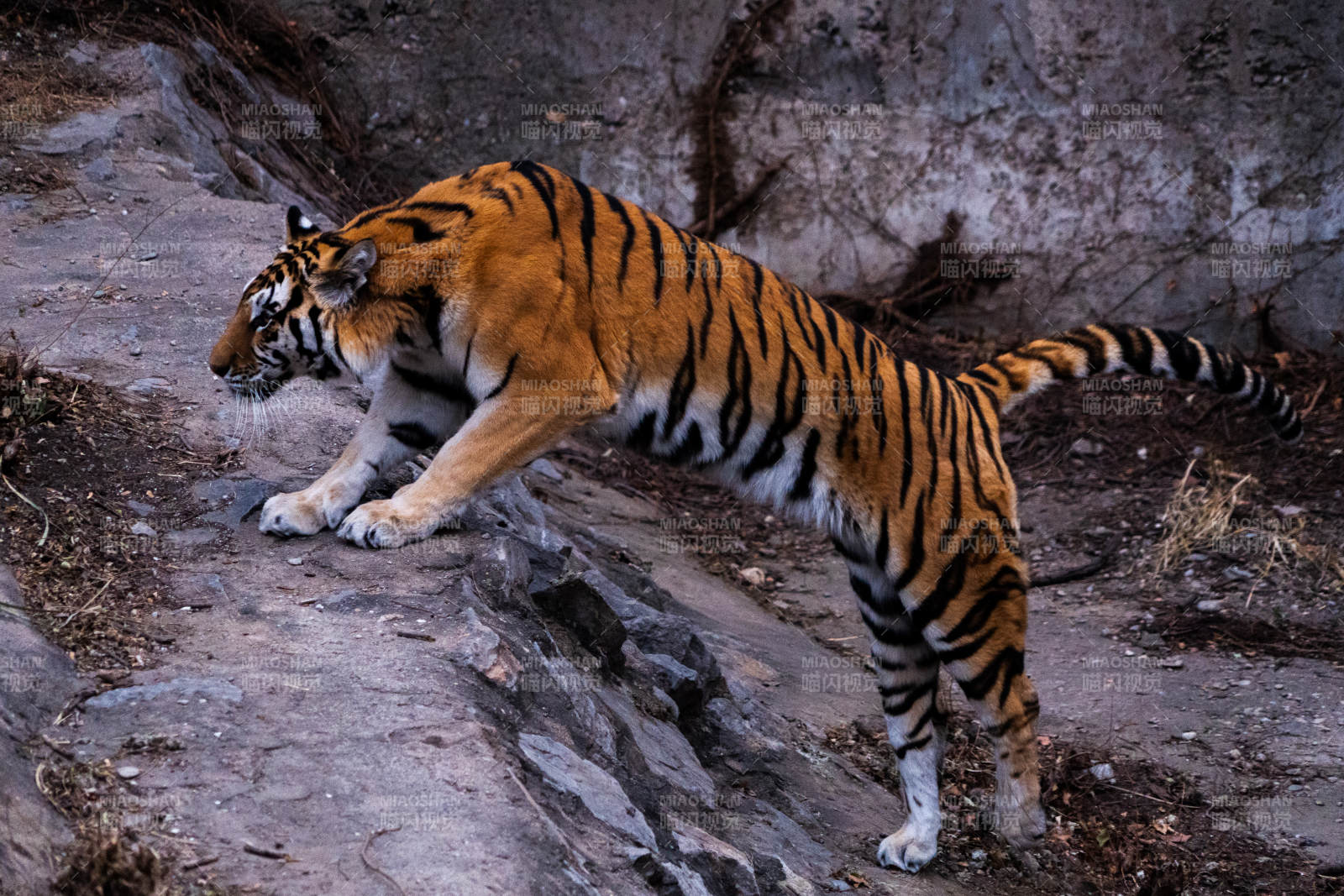 虎行山径 威风凛凛图片