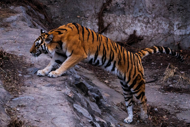 虎行山径 威风凛凛图片