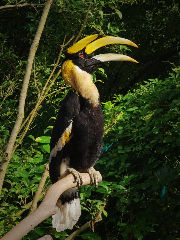 双角犀鸟栖息枝头图片