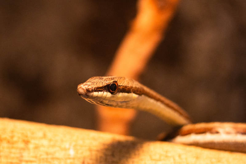 蛇的特写镜头图片