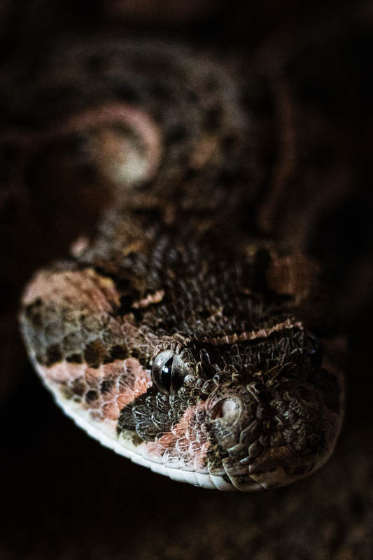 蛇的特写 神秘与危险并存图片