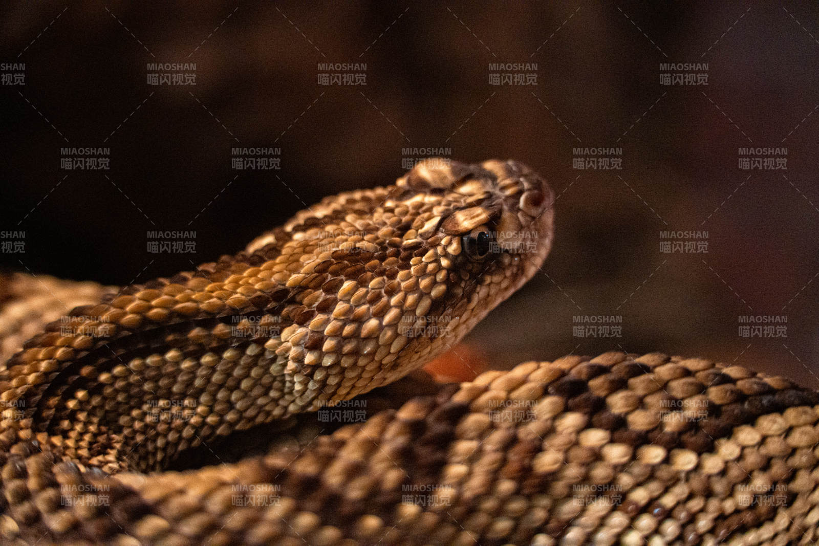 响尾蛇的特写镜头图片
