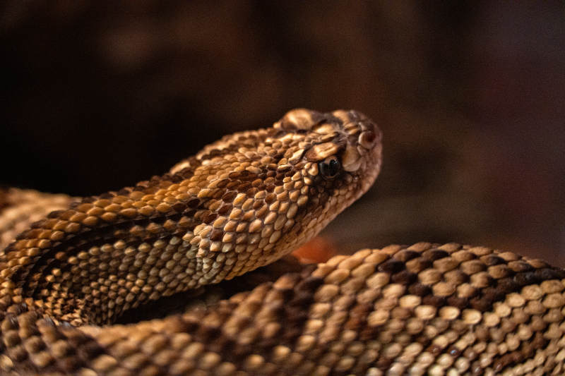 响尾蛇的特写镜头图片