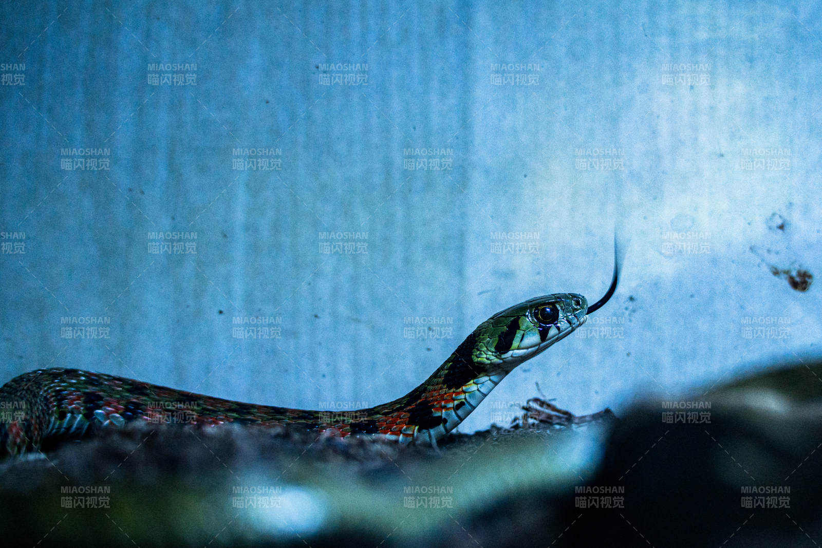 蓝光下的蛇影特写图片