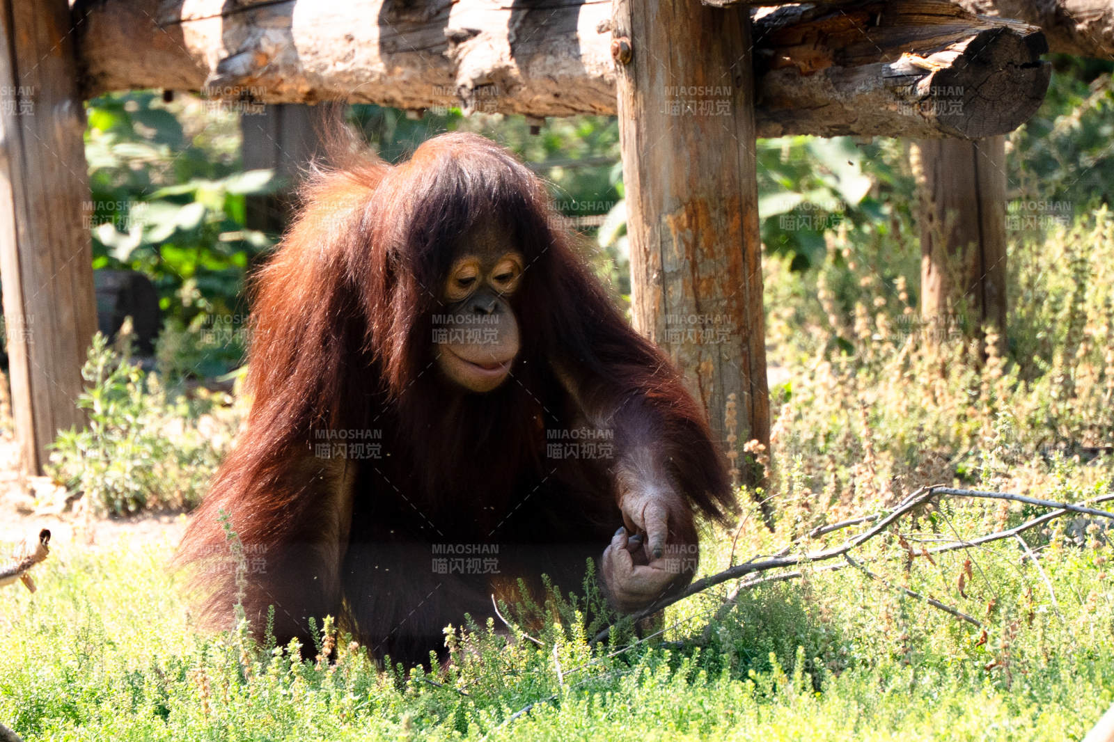 阳光下的红毛猩猩图片