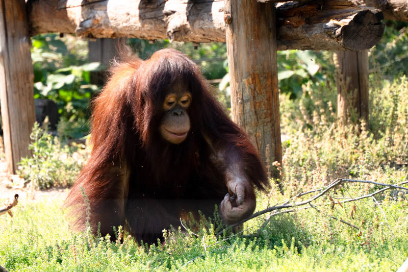 阳光下的红毛猩猩图片
