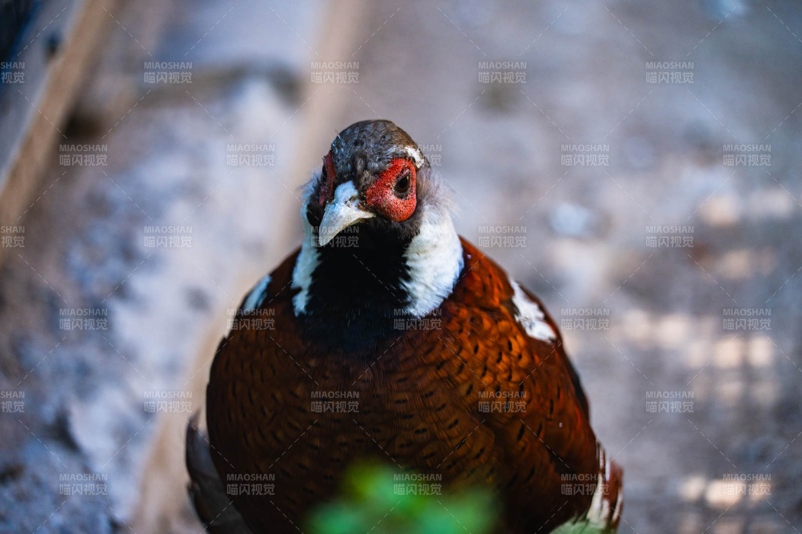 雉鸡的特写镜头图片