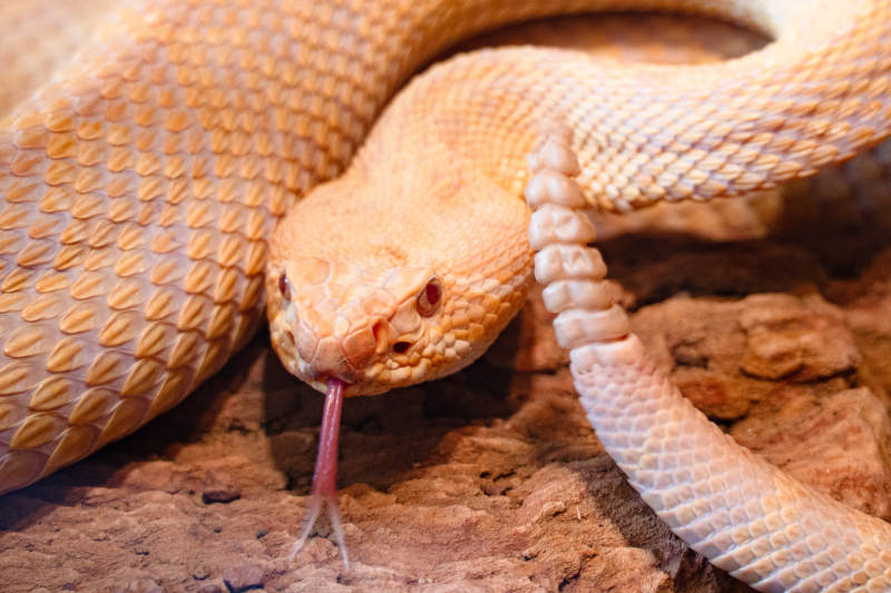 白化响尾蛇图片