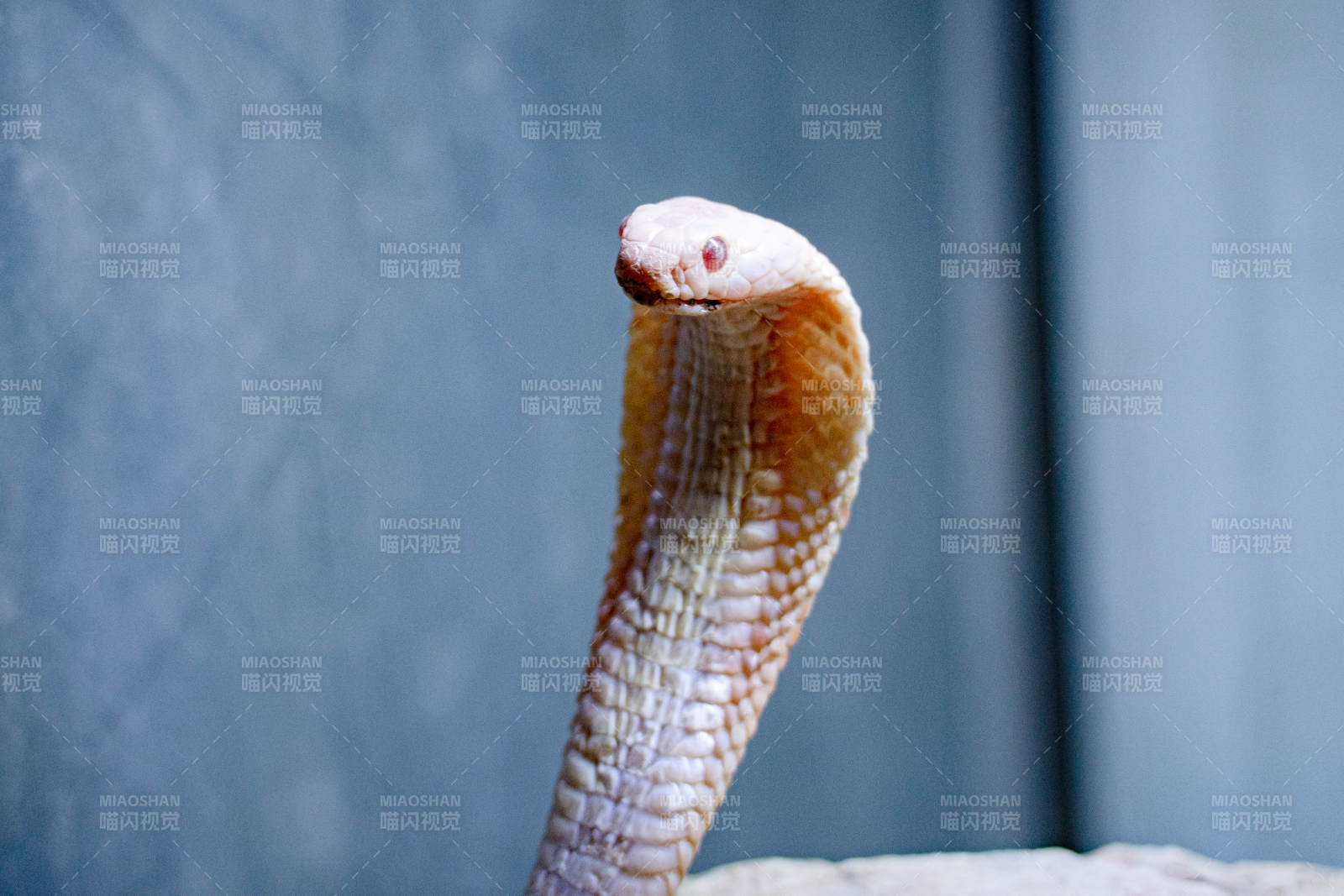 眼镜蛇的威严姿态图片