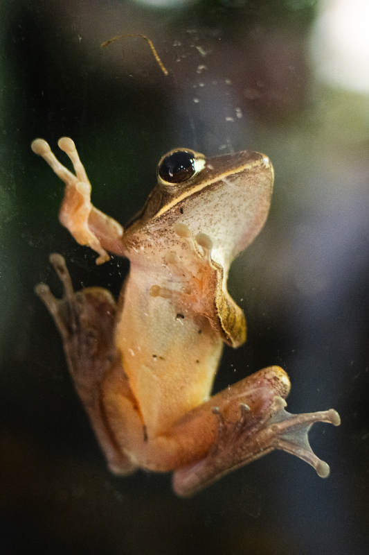 玻璃上的小青蛙图片