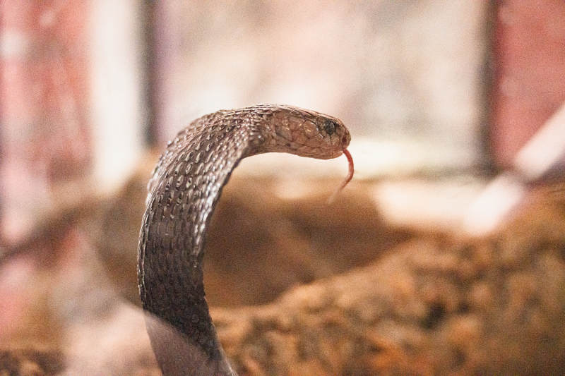 蛇的特写镜头图片