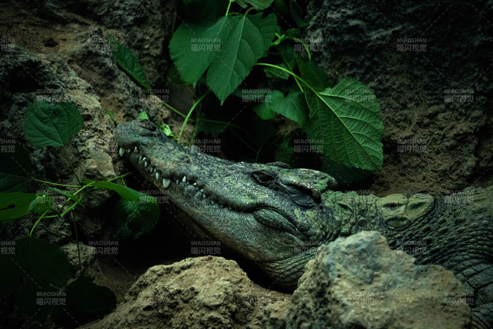 岩石间的鳄鱼静谧时光图片