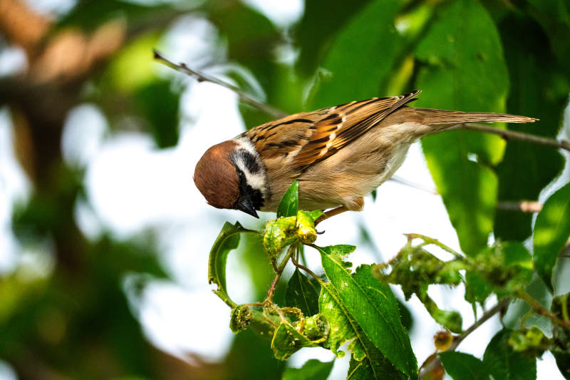 树上的小鸟吃果实图片