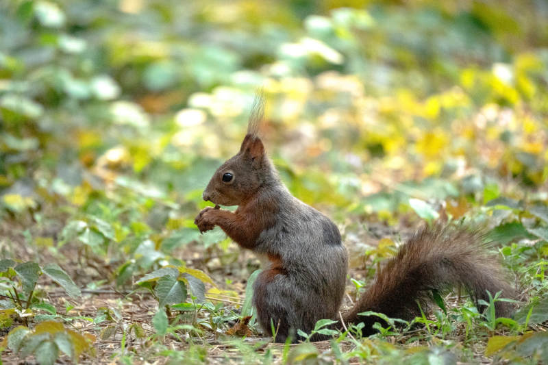 松鼠在林间享受美食图片