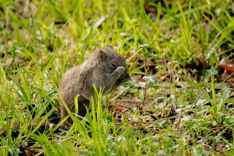 小松鼠在草地上吃东西图片