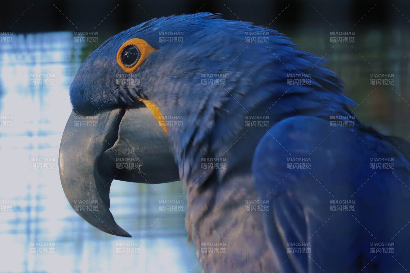 蓝色金刚鹦鹉特写图片