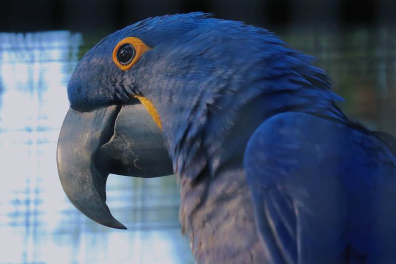 蓝色金刚鹦鹉特写图片