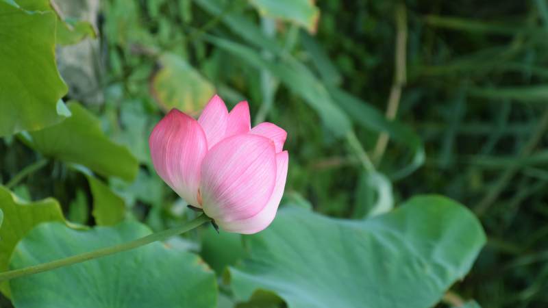 粉色莲花静谧绽放图片