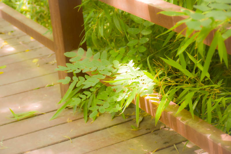 竹林小径 绿意盎然图片