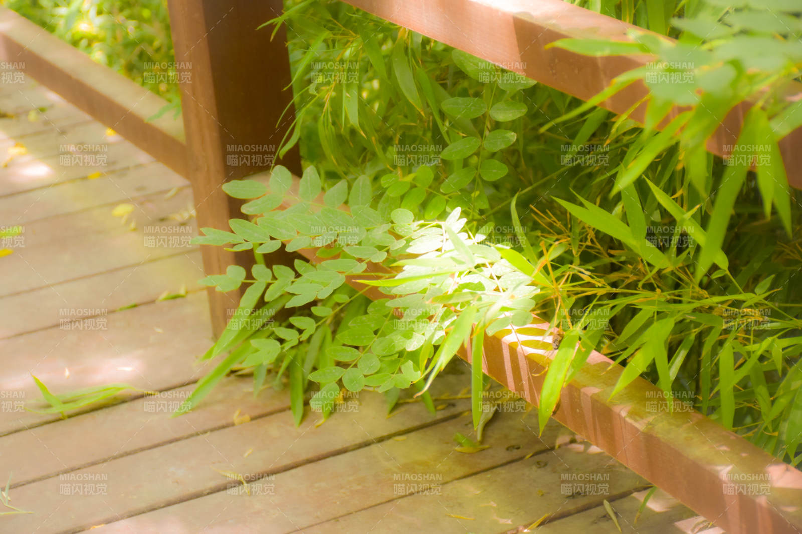 竹林小径 绿意盎然图片