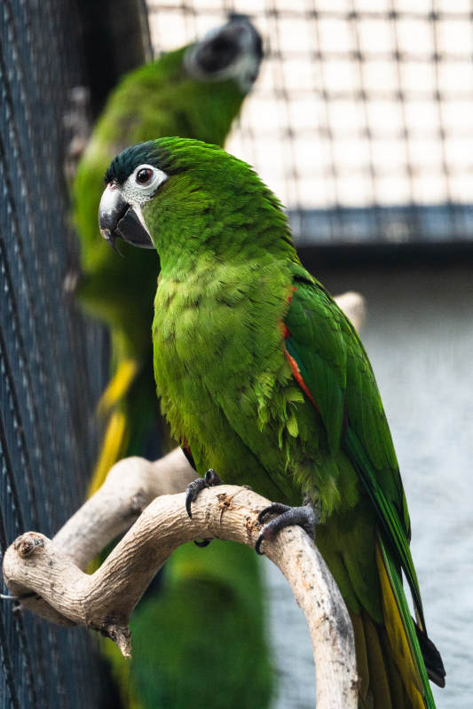 绿鹦鹉栖息树枝上图片