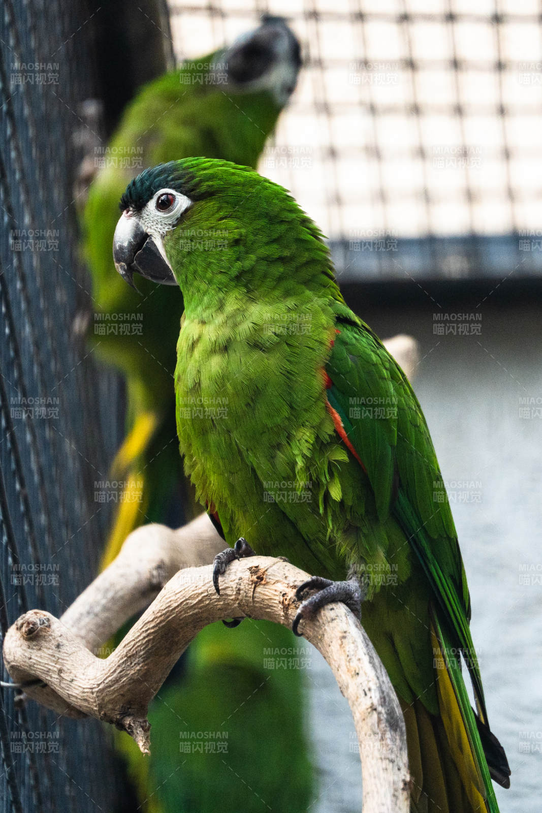 绿鹦鹉栖息树枝上图片