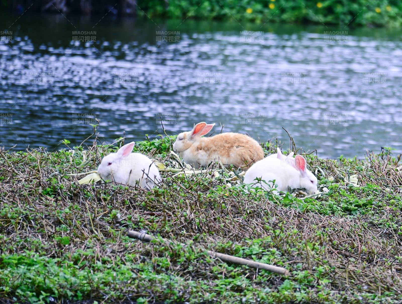 湖畔三兔享草食图片