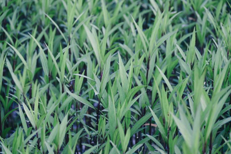 绿意盎然的竹叶丛图片