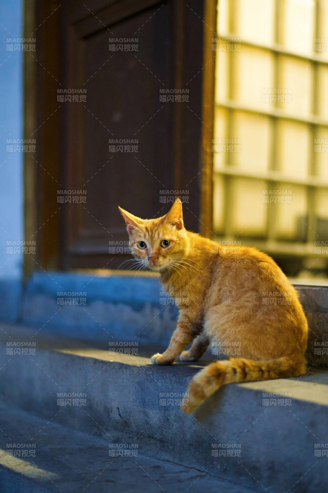 阳光下的橘猫图片