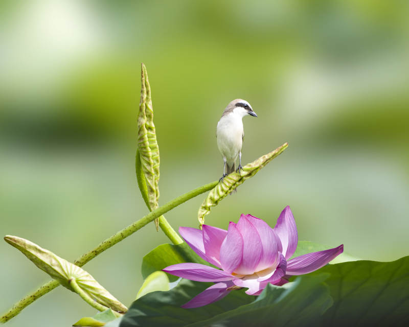 荷塘小鸟与莲花图片