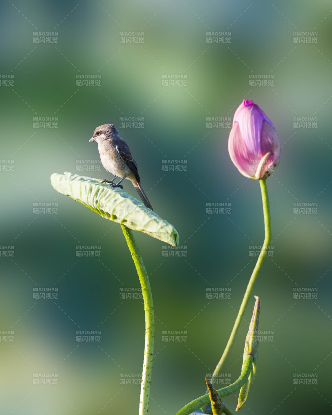 荷叶上的小鸟与莲花图片